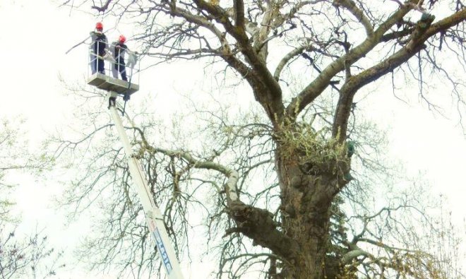 Пожарникари обезопасиха 400-годишна топола 