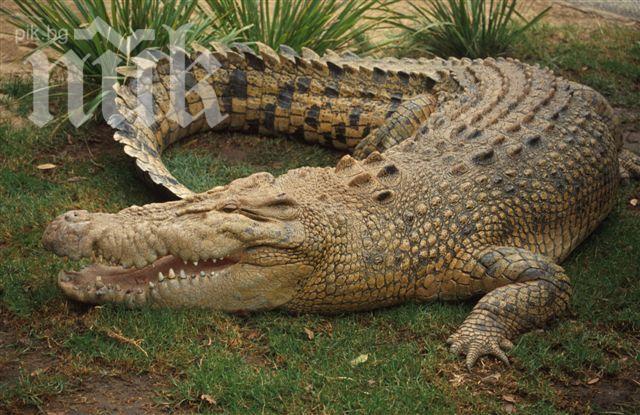 Куриоз! Крокодил нападна клиенти в мол