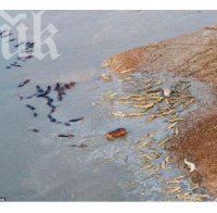 Стадо хипопотами в епична битка срещу крокодили за живота на паднал другар (снимки)