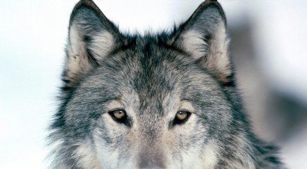 вълк нападна момиче зоологическа градина белград