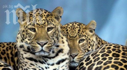 леопард нападна цяло село