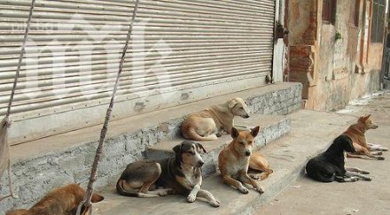 ваксинират бездомните кучета