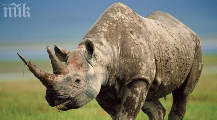 рогове носорози милиони долари откраднати хранилище южна африка