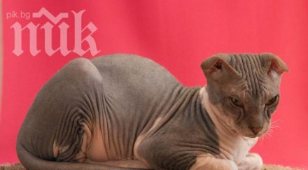 езкотични котки пристигнаха първи път изложба нас
