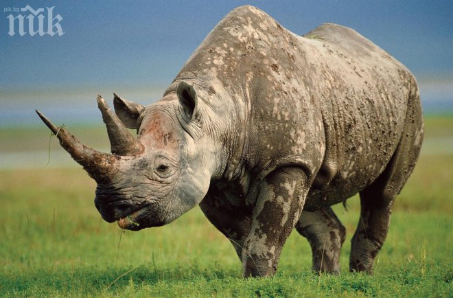 Рогове от носорози за милиони долари са откраднати от хранилище в Южна Африка
