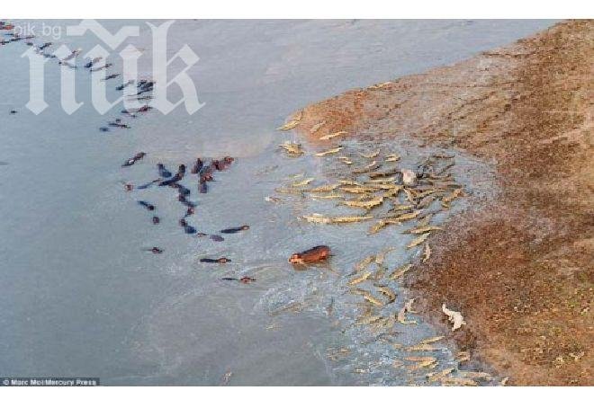 Стадо хипопотами в епична битка срещу крокодили за живота на паднал другар (снимки)