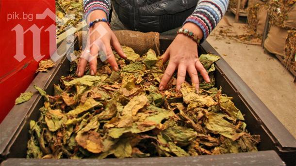 Тютюнопроизводители ще си търсят правата в Европа