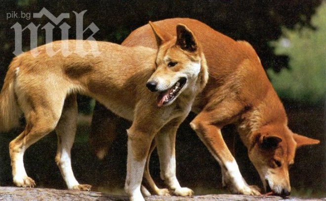 Ваксинират бездомните кучета в Благоевград