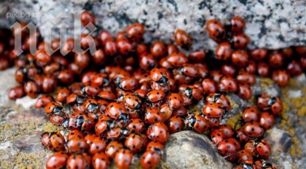 калинки канибали нападат къщи хора балкана