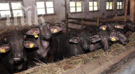 латинска америка развъжда български биволи