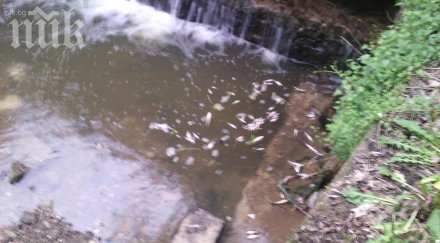 екокатастрофа река струма позеленя доброволци спасяват умиращата риба снимки