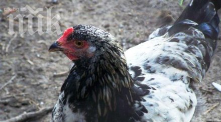 безочие свиха 130 кокошки храната