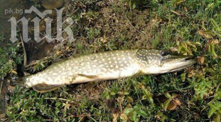 разрешава риболовът щука распер