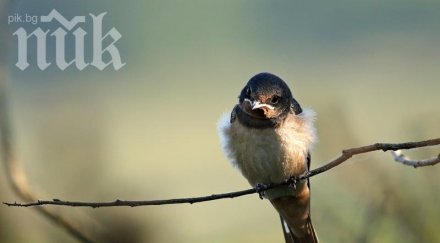 зловеща екокатастрофа прилепи лястовици падат небето