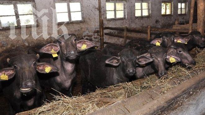 Латинска Америка развъжда български биволи