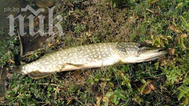 От 1 май се разрешава риболовът на щука и распер