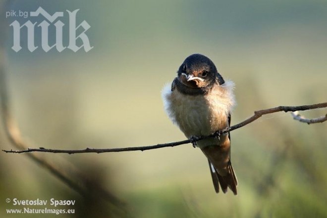 Зловеща екокатастрофа! Прилепи и лястовици падат от небето!