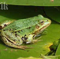 Жаби потекоха от чешмите в Етрополе