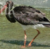 Помориец дава 5 000 лева за убийство на щъркел, носел нещастия