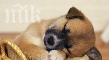 породата кучето издава какъв човек собственикът