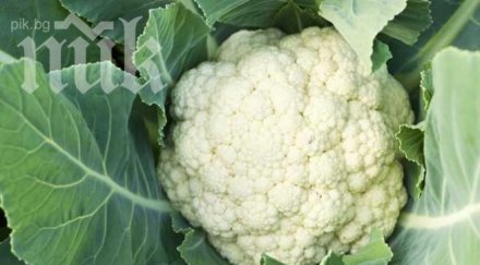 мъж отгледа големия карфиол света 275 видео