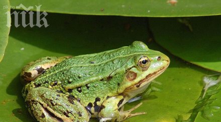 жаби потекоха чешмите етрополе