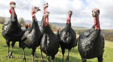 искат паметник пуйката щатите