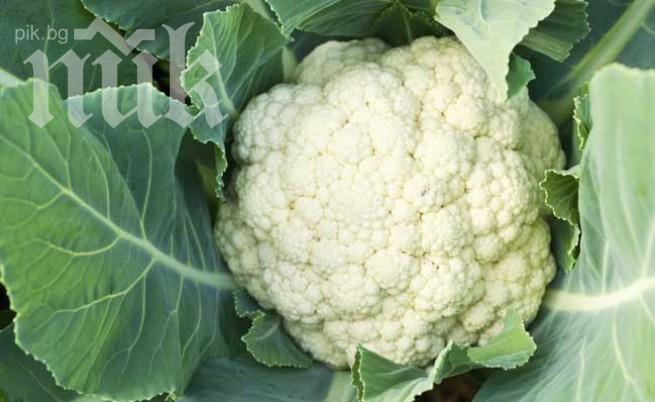 Мъж отгледа най-големия карфиол в света - 27,5 кг (видео)