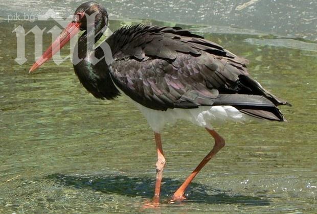 Помориец дава 5 000 лева за убийство на щъркел, носел нещастия