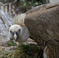 Първото бебе лешояд се излюпи след осем години чакане