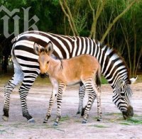 В мексикански зоопарк се роди полузебра, полумагаре (видео)