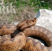 Пепелянка вкара двама варненци в токсикология