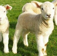 Българското агнешко месо се измества от вносно от Румъния и Индонезия