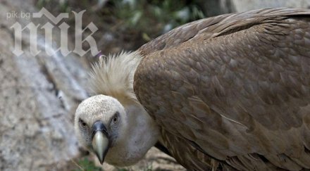 първото бебе лешояд излюпи осем години чакане