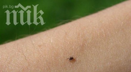 бум кърлежите заразите тях