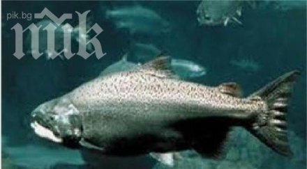 приморско продължава борбата рибните ферми