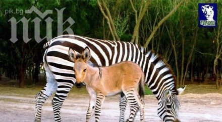 мексикански зоопарк роди полузебра полумагаре видео