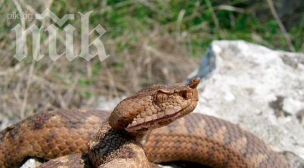 пепелянка вкара двама варненци токсикология