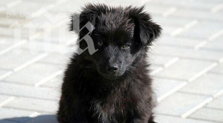 докога изверги избиват улични кучета