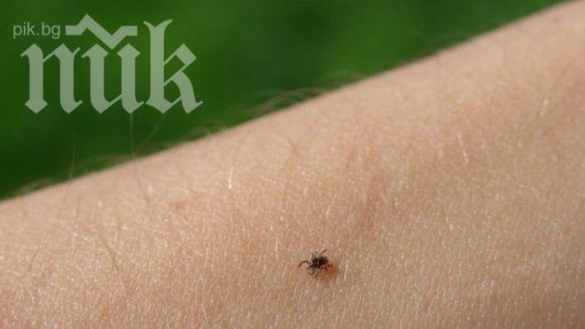 Бум на кърлежите и заразите от тях