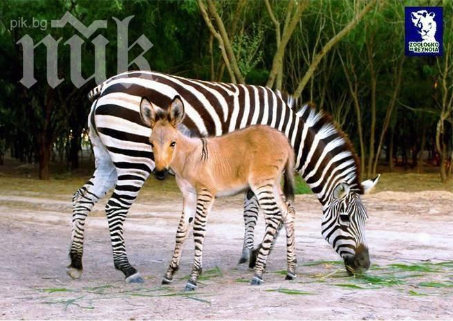 В мексикански зоопарк се роди полузебра, полумагаре (видео)
