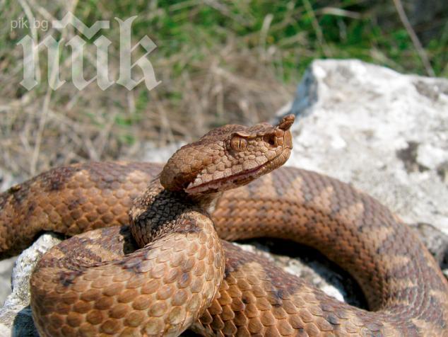 Пепелянка вкара двама варненци в токсикология