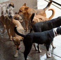 Безумие! Бездомни кучета се разхождат по коридорите на болницата в Дулово!