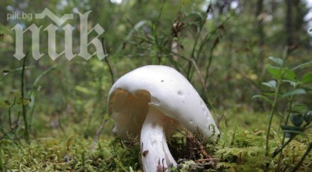 годишен излезе бере гъби изчезна безследно
