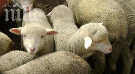 предпразнични цени килограм живо агне магазините