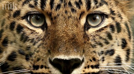 леопард скочи жена годишно дете московски цирк