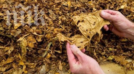 столични полицаи иззеха 175 контрабанден тютюн