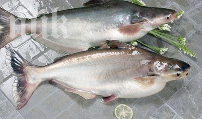 Зарибиха язовир Черногорово с още 5 000 шаранчета