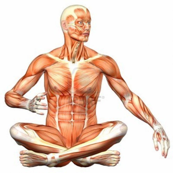 Части на човешкото тяло, за които едва ли подозирате, вижте кои са!