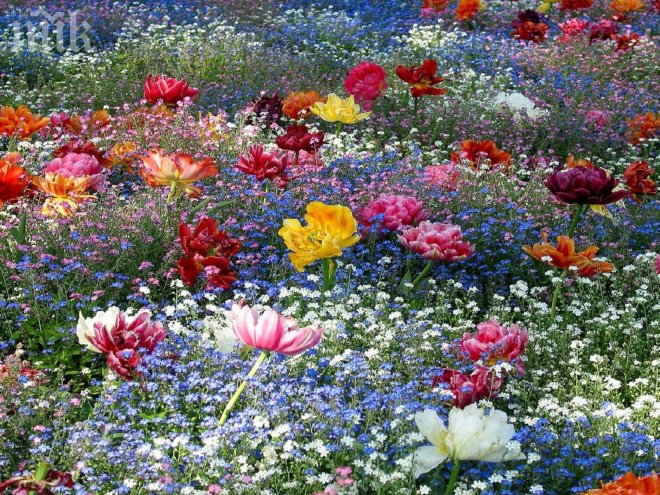 Уникален келтски хороскоп! На кое цвете отговаря характерът ви?